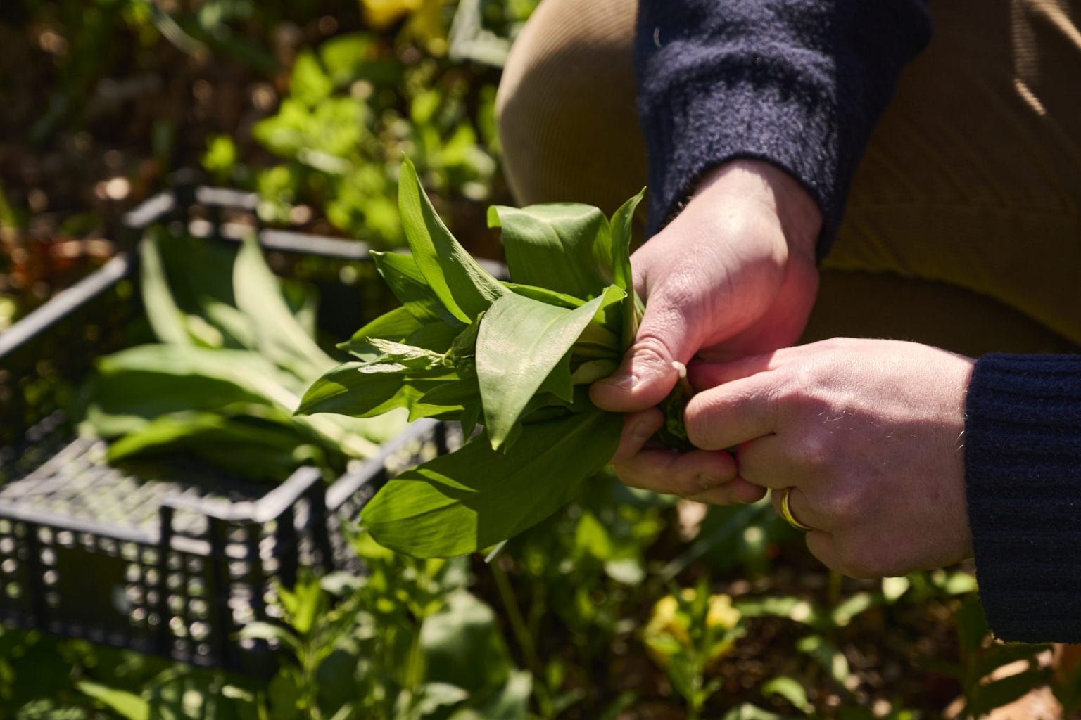 Chef Josh Barnes foraging wild garlic