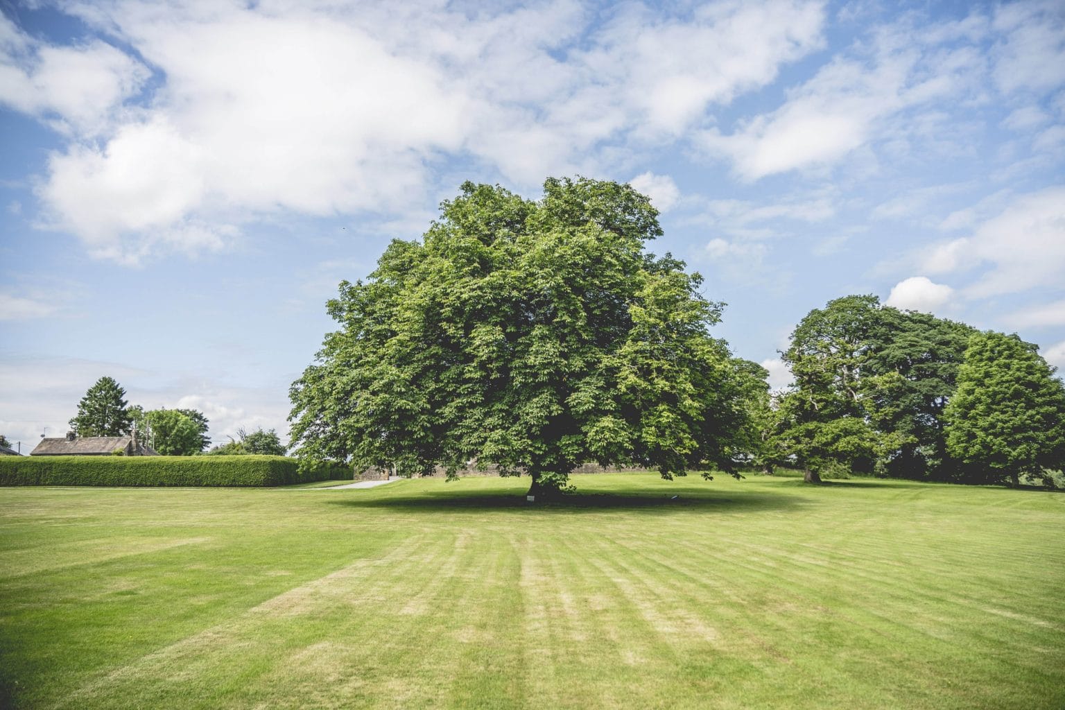 A large oak tree on the Swinton Estate
