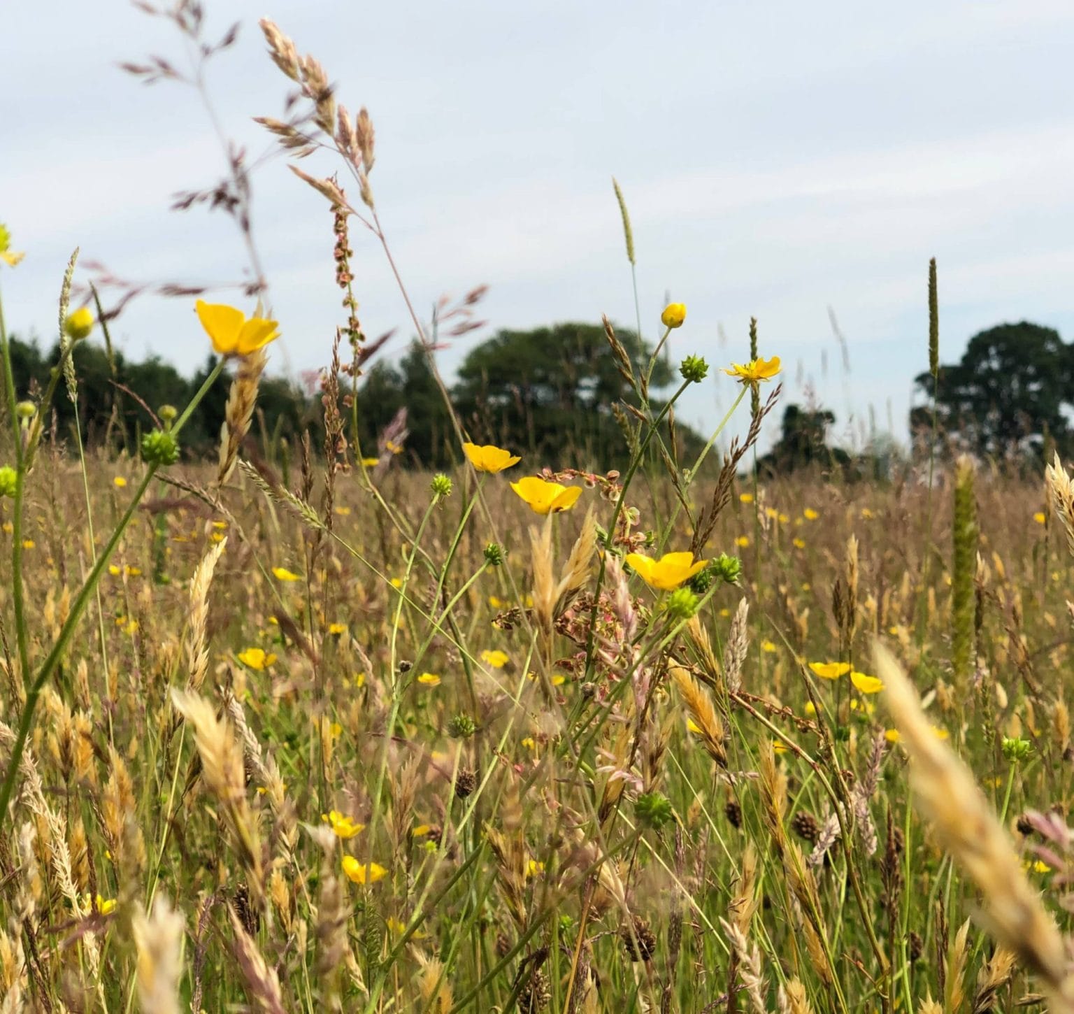 Wildflower meadow with yellow buttercups at Swinton Estate