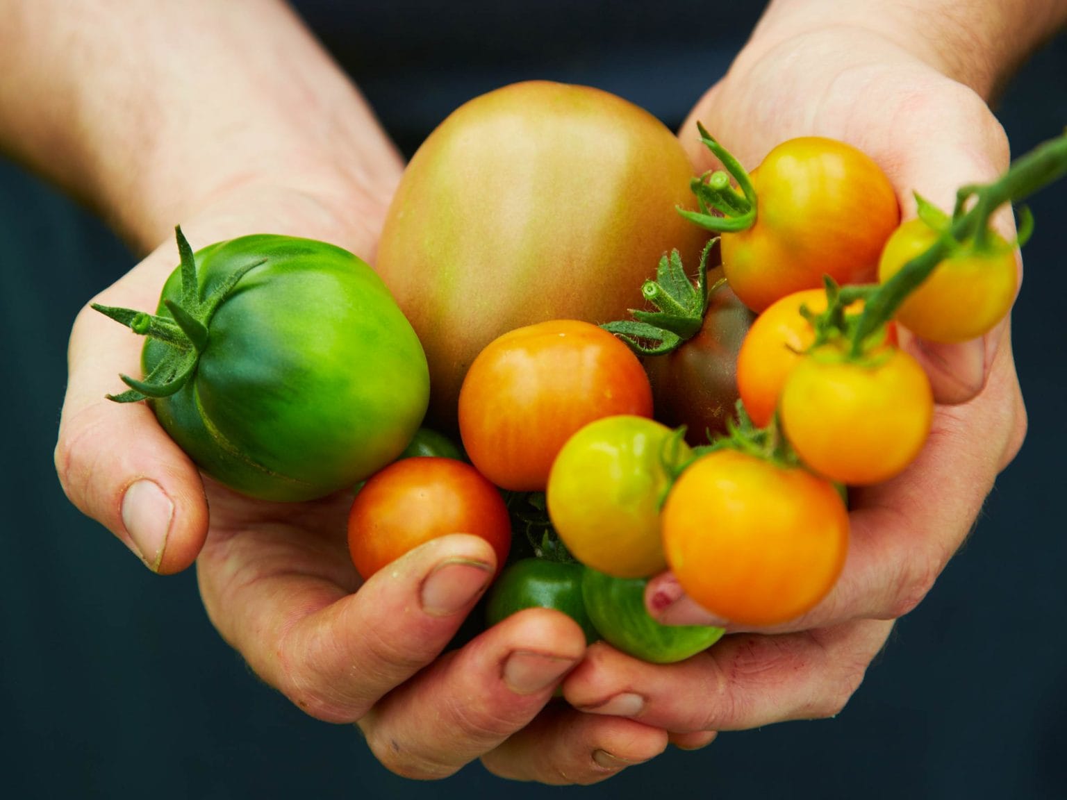 Freshly harvested tomatoes from Swinton Estate’s kitchen garden used in farm-to-table dining and cookery school experiences