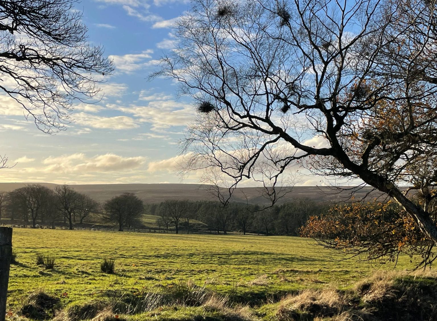Bare-branched trees and a green meadow at Brandwith Howe, a site near East Nidderdale SSSI contributing to biodiversity