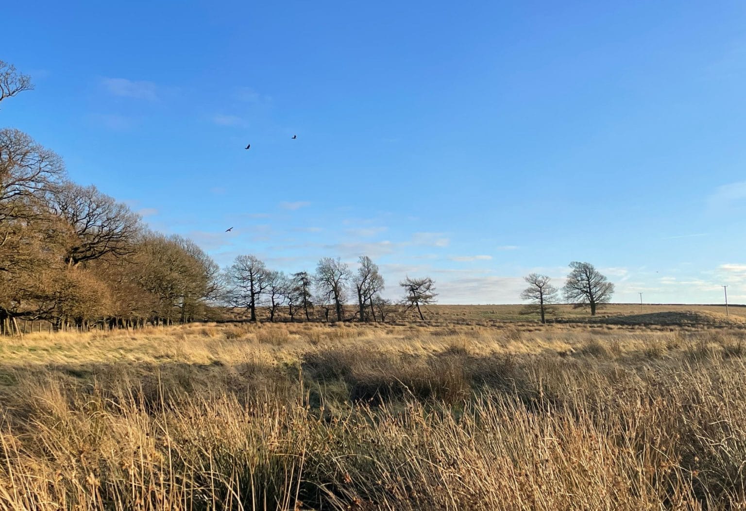 Grassy field with bare trees and flying birds near a high-altitude, Swinton Estate's biodiversity restoration site next to a moor