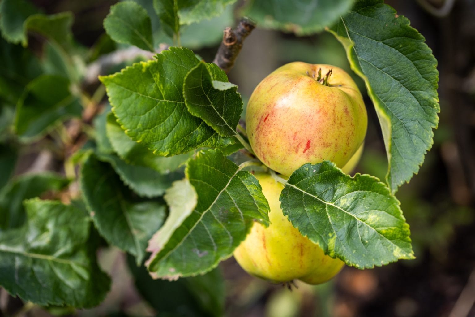 Apples growing in the Community Orchard at Swinton Estate, a collaborative project supporting local residents and sustainability