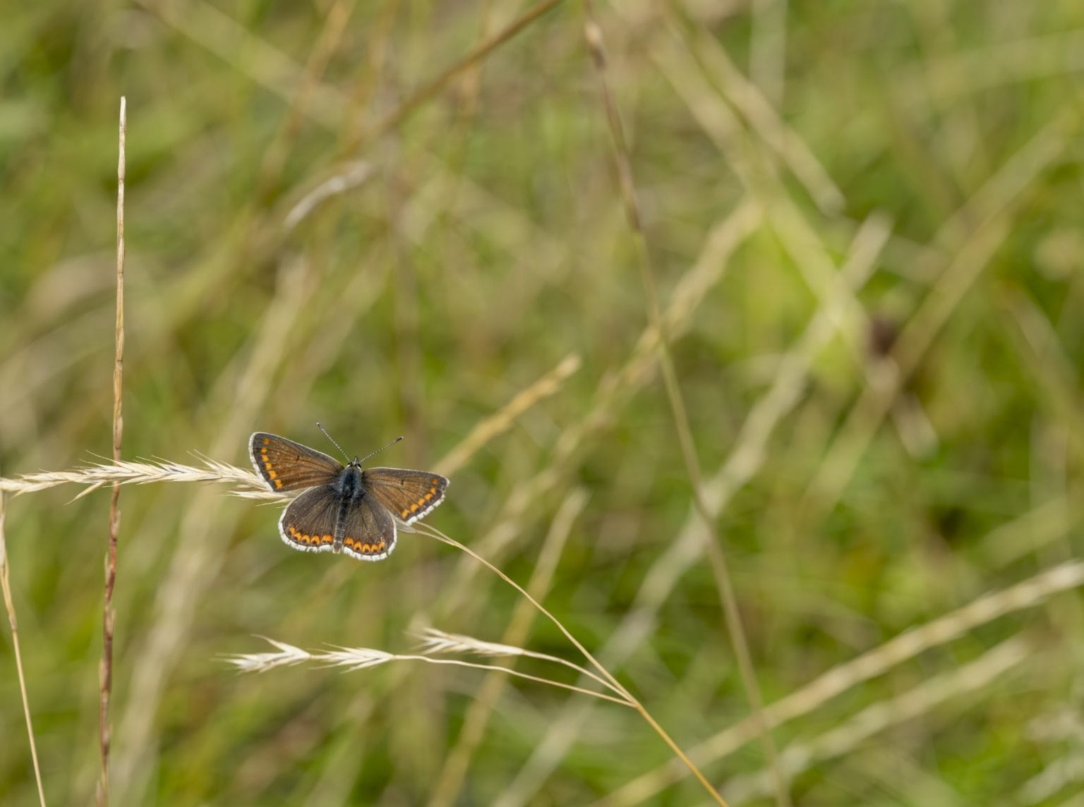 Brown Argus butterfly resting on a grass stem in a meadow at Swinton Estate
