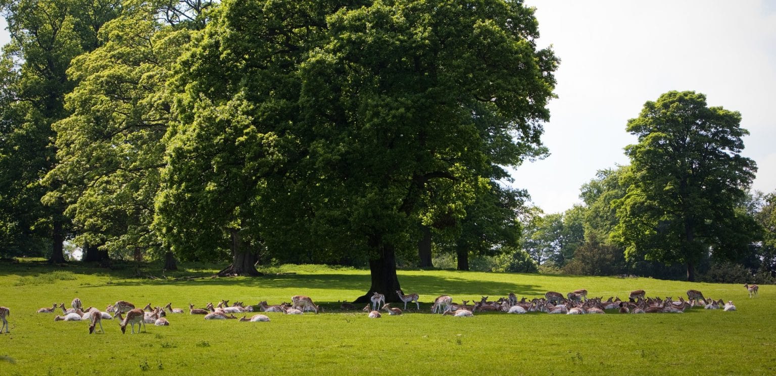 A large group of deer resting and grazing beneath a grand oak tree in a lush green parkland.