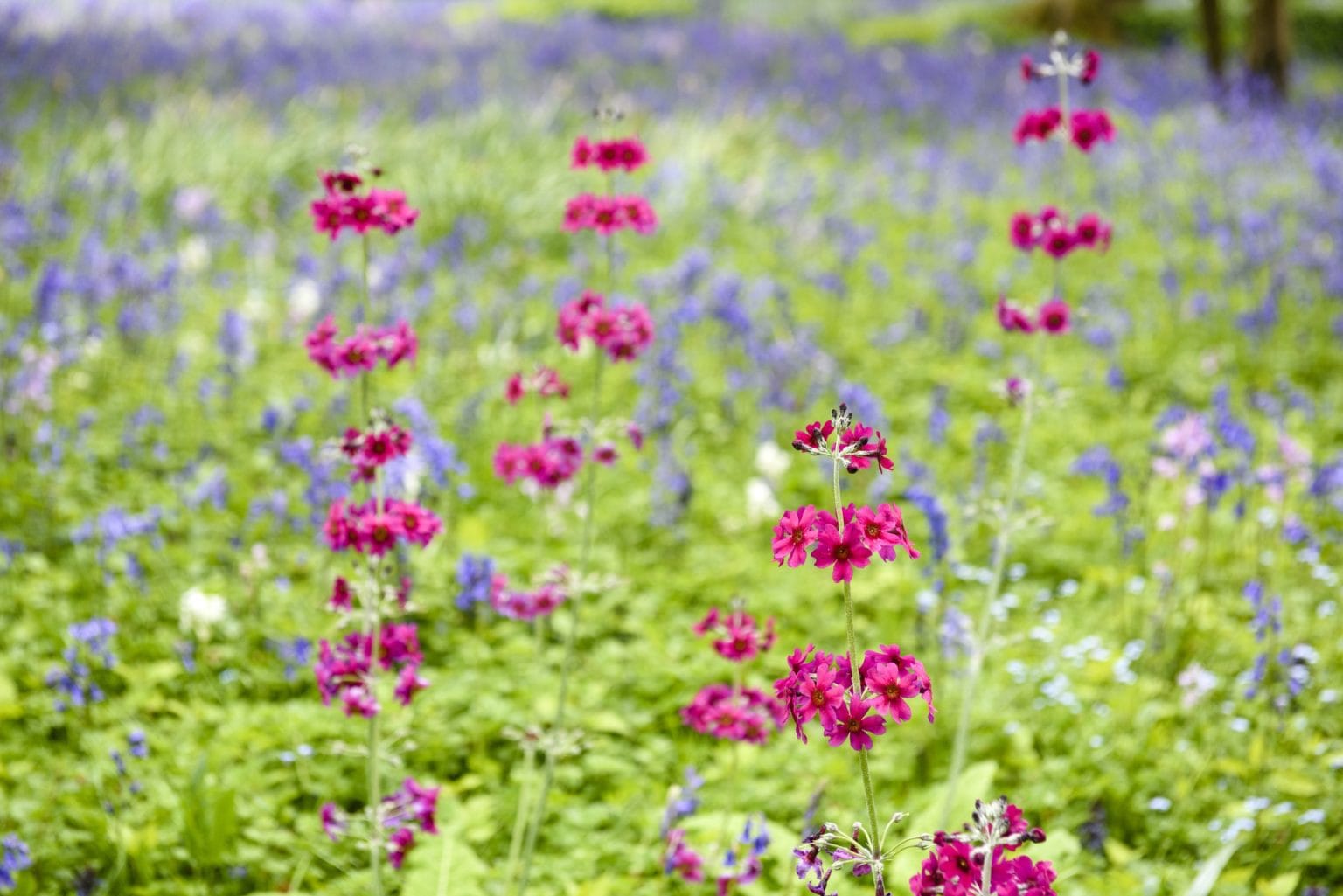 Vibrant wildflowers in bloom at Swinton Estate enhancing biodiversity and supporting BNG