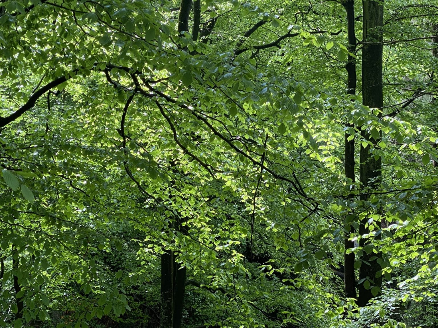 Lush woodland at Swinton Estate supporting carbon sequestration through the Woodland Carbon Code