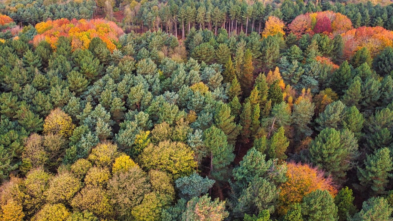 Aerial view of the woodland restoration landscape at Swinton Estate, enhancing biodiversity and carbon capture