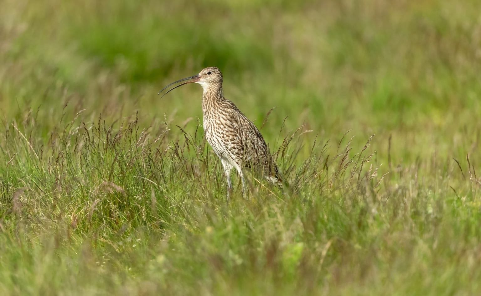 Curlew bird spotted on Swinton Estate, part of biodiversity enrichment efforts with community access routes