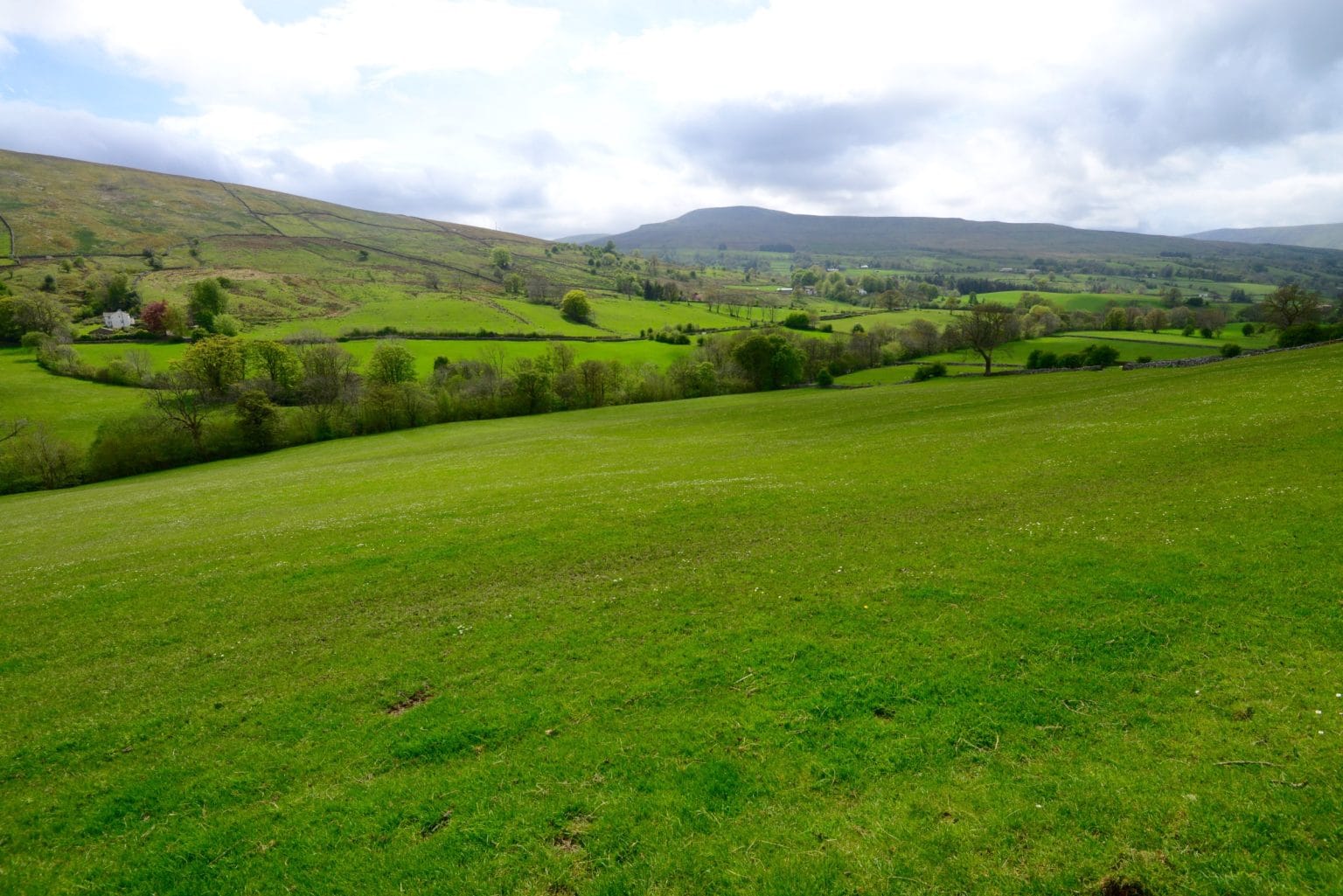 Grassy Yorkshire meadow