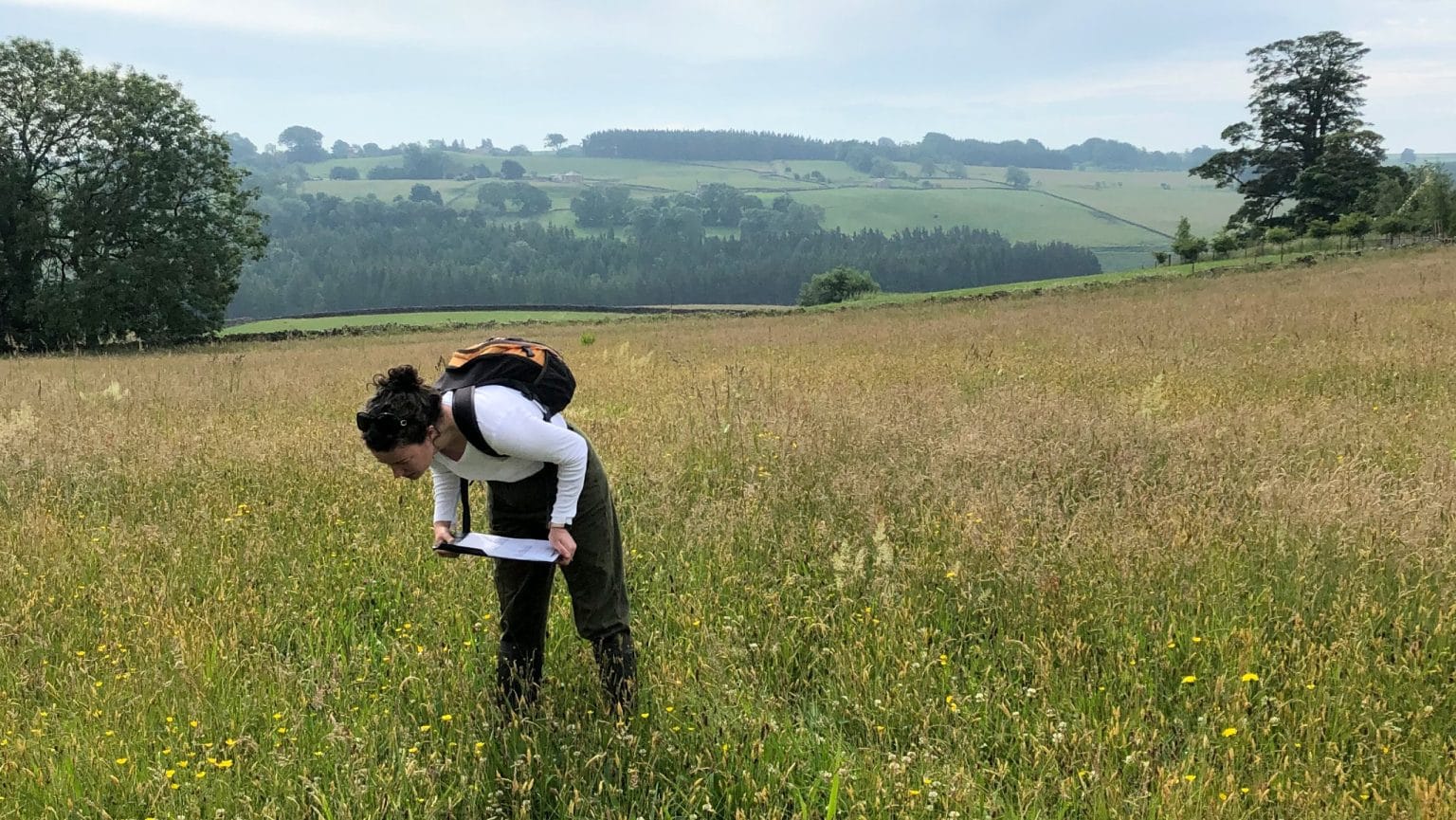 Meadow survey