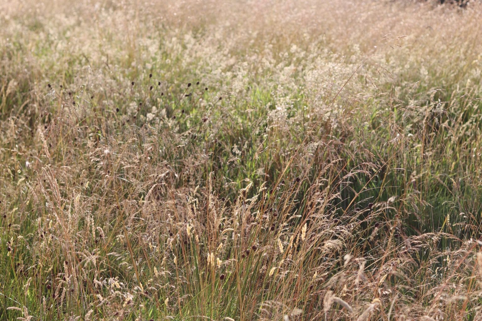 Wildflower-rich grassland at Swinton Estate used for Biodiversity Net Gain measurement through drone and site assessments